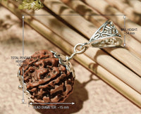 Sapt Dham Siddh 7 Mukhi Rudraksh